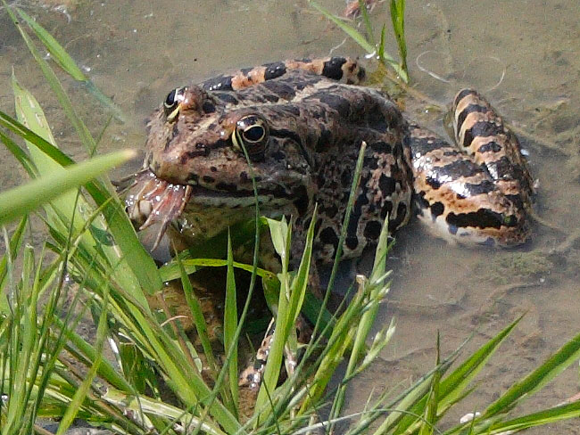 Rana mangia rana (Pelophylax sp., prov. Cuneo)